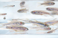 Zebrafische