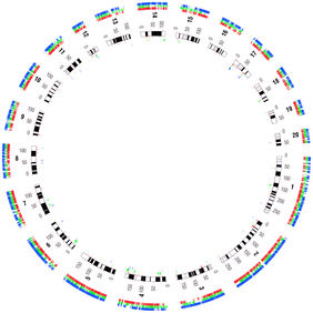 Genome map
