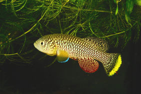 Killifish Nothobranchius furzeri