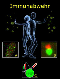 Neuer Regulator der Immunabwehr