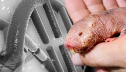 Healthy ageing - Naked mole-rats